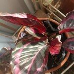 Calathea roseopicta Hoja