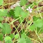 Pelargonium nanum Lorea