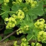 Alchemilla mollis Flower