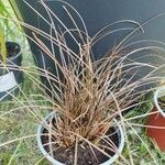 Carex comans Folha