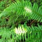 Polystichum aculeatum Habitus