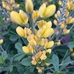 Baptisia sphaerocarpa Virág