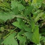 Sonchus oleraceus Leaf