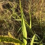 Setaria verticillata Blatt
