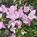 Bougainvillea glabraFlower