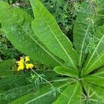 Dipsacus sativus Leaf