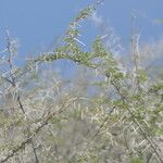 Acacia nebrownii