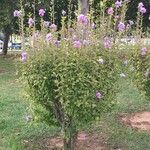 Hibiscus syriacus Облик