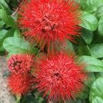 Combretum constrictum 花