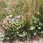 Plantago major Habit