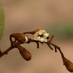 Piliostigma thonningii Λουλούδι