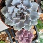 Echeveria shavianaLeaf