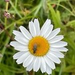 Leucanthemum ircutianum Fleur