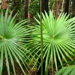 Livistona australis Likasa