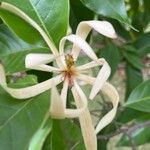 Magnolia champacaBlomma