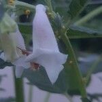 Sesamum orientale Virág