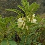 Erophaca baetica फूल