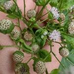 Adenostemma brasilianum Fruit