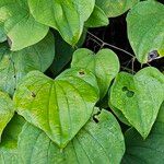 Dioscorea villosa Leaf