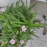 Ruellia simplex पत्ता