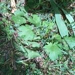 Bowlesia incana Yaprak