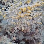 Artemisia arborescens Flower