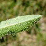 Leontodon crispus Feuille