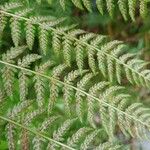 Athyrium filix-feminaFfrwyth