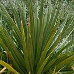 Dracaena draco Leaf