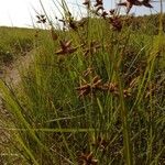 Bolboschoenus maritimus Natur