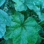 Malva pusilla Leaf