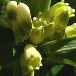 Polygonatum verticillatum 花