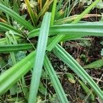 Carex pendula Hoja