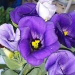 Eustoma exaltatum Cvet