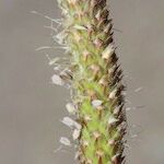 Plantago macrorhiza Flor