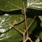 Fairchildia panamensis Casca