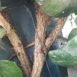 Hedera hibernica പുറംതൊലി