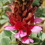 Indigofera schimperi Fleur