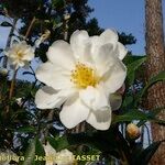 Camellia x vernalis Floare