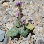 Phacelia calthifolia Habitatea