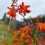 Crocosmia x crocosmiiflora Flor