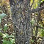 Salix bebbiana Žievė