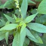 Persicaria punctata Liść