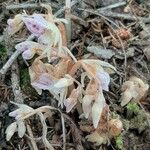 Epipogium aphyllum Fula