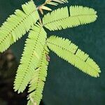 Calliandra tweediei Leaf