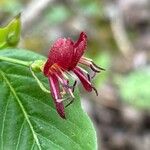 Lonicera alpigena 花