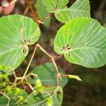 Begonia convallariodora Hoja