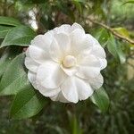 Camellia sasanquaBlomst