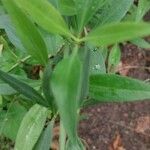 Valeriana angustifolia Blatt