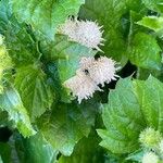 Ageratum houstonianum Leaf